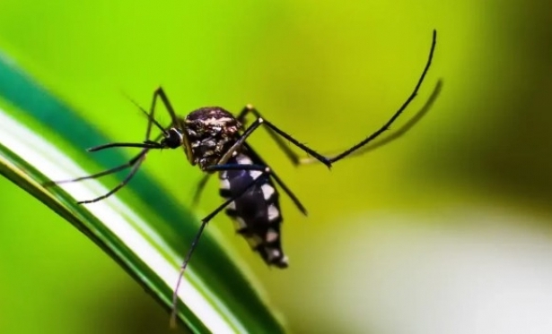Dengue: Minas Gerais lidera em nmero absoluto de casos provveis no pas
