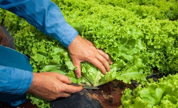 Agricultura familiar ter� cr�dito de R$ 71,6 bilh�es