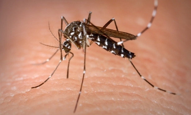 Secretaria de Sade divulga novo levantamento do nvel de infestao do Aedes aegypti nos municpios mineiros